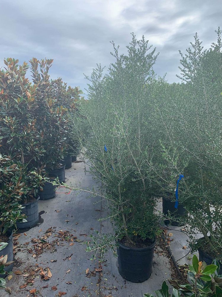 ilex-vomitoria-upright-yaupon-yaupon-holly
