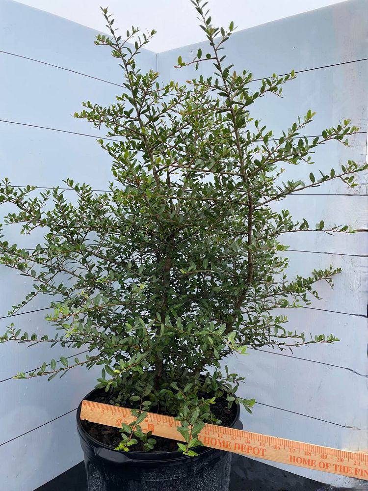 ilex-vomitoria-upright-yaupon-yaupon-holly