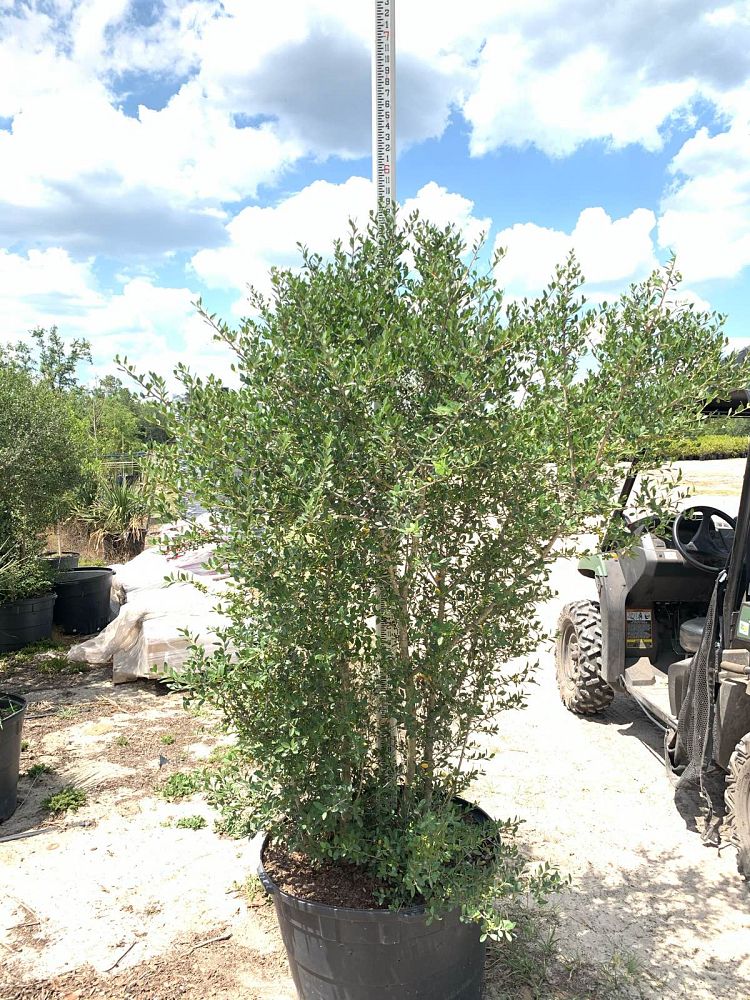ilex-vomitoria-upright-yaupon-yaupon-holly