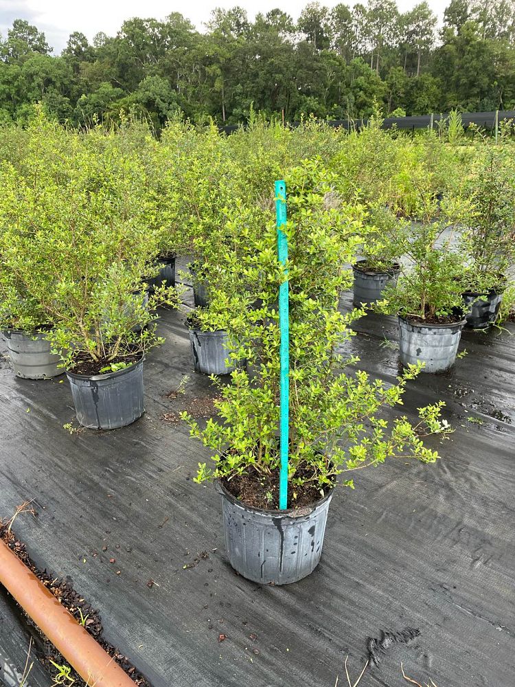 ilex-vomitoria-upright-yaupon-yaupon-holly