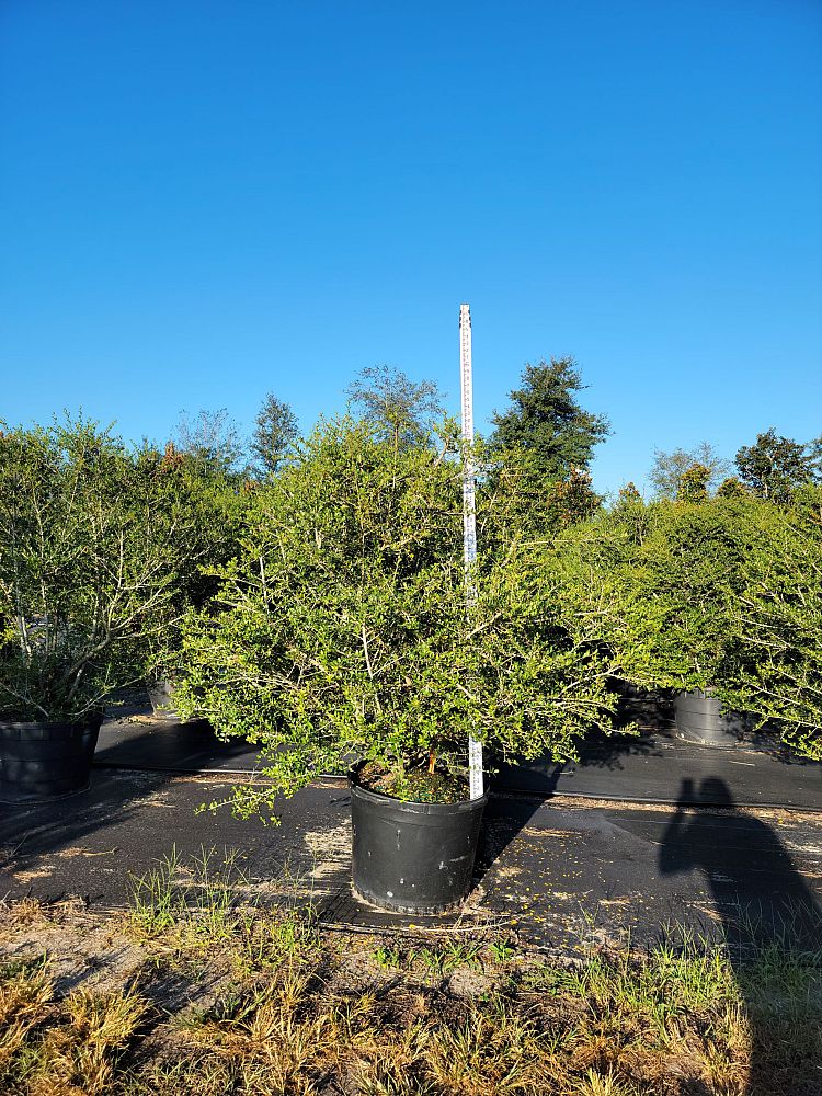ilex-vomitoria-upright-yaupon-yaupon-holly