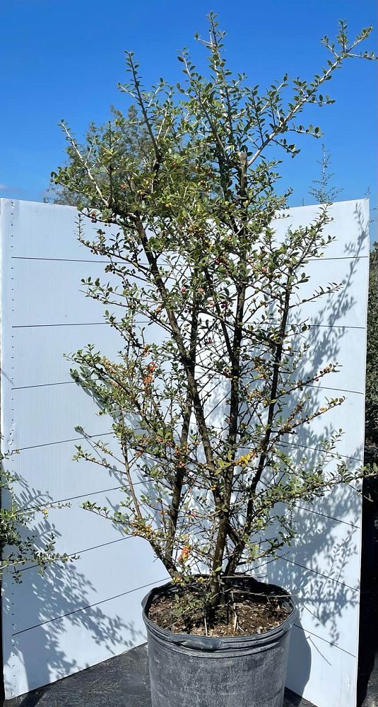 ilex-vomitoria-upright-yaupon-yaupon-holly