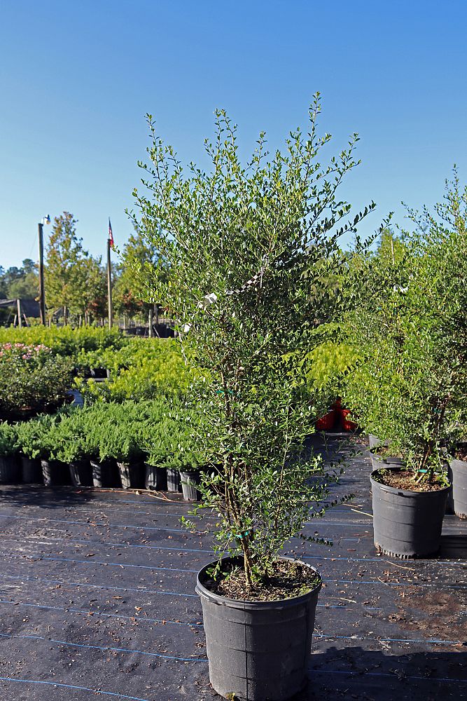ilex-vomitoria-upright-yaupon-yaupon-holly