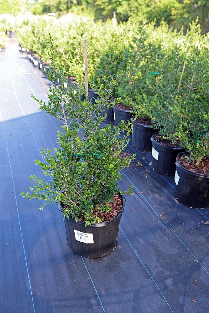 ilex-vomitoria-upright-yaupon-yaupon-holly
