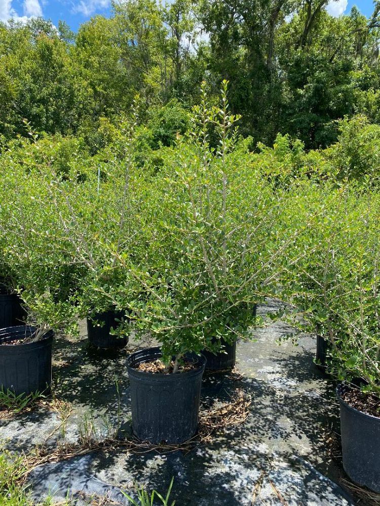 ilex-vomitoria-upright-yaupon-yaupon-holly