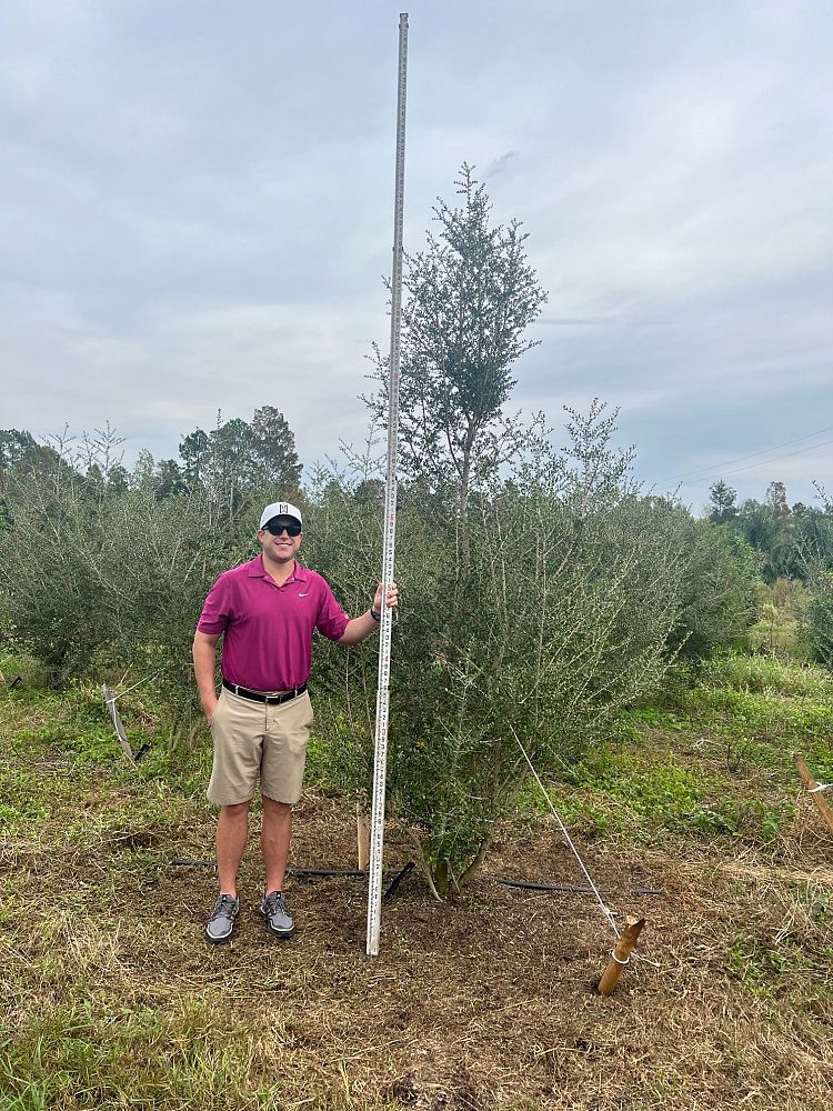 ilex-vomitoria-upright-yaupon-yaupon-holly