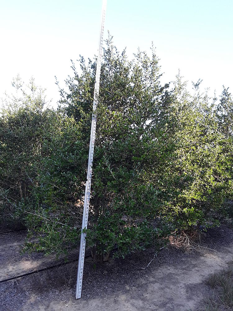 ilex-vomitoria-upright-yaupon-yaupon-holly