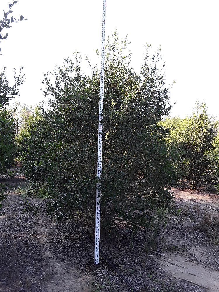 ilex-vomitoria-upright-yaupon-yaupon-holly