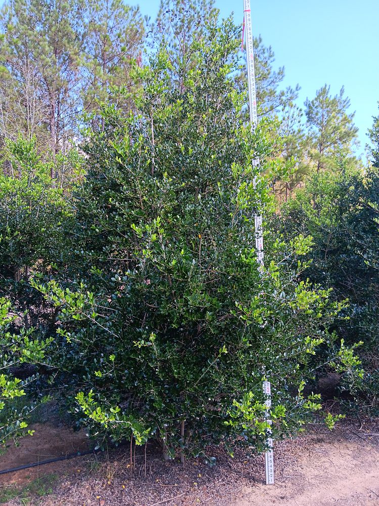 ilex-vomitoria-upright-yaupon-yaupon-holly