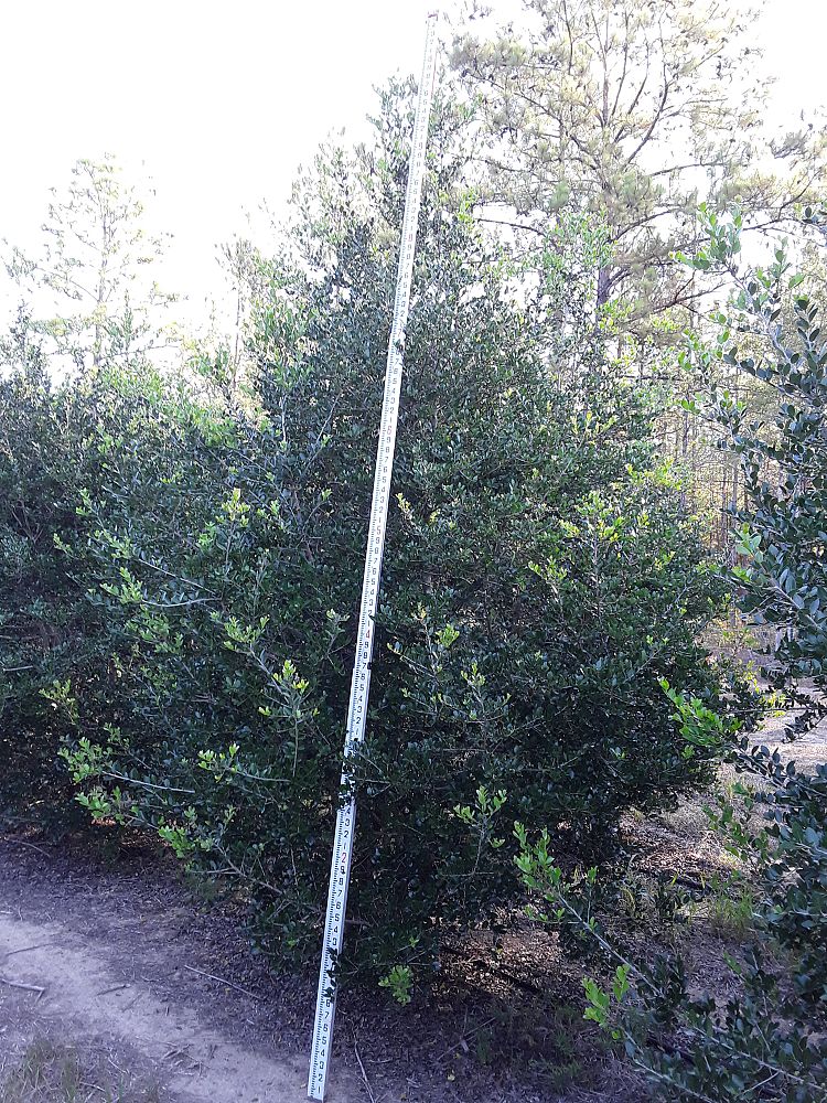 ilex-vomitoria-upright-yaupon-yaupon-holly