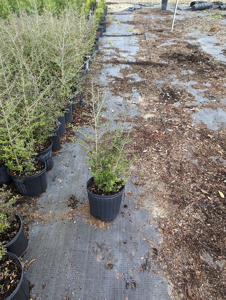 ilex-vomitoria-upright-yaupon-yaupon-holly