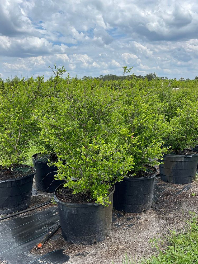 ilex-vomitoria-upright-yaupon-yaupon-holly