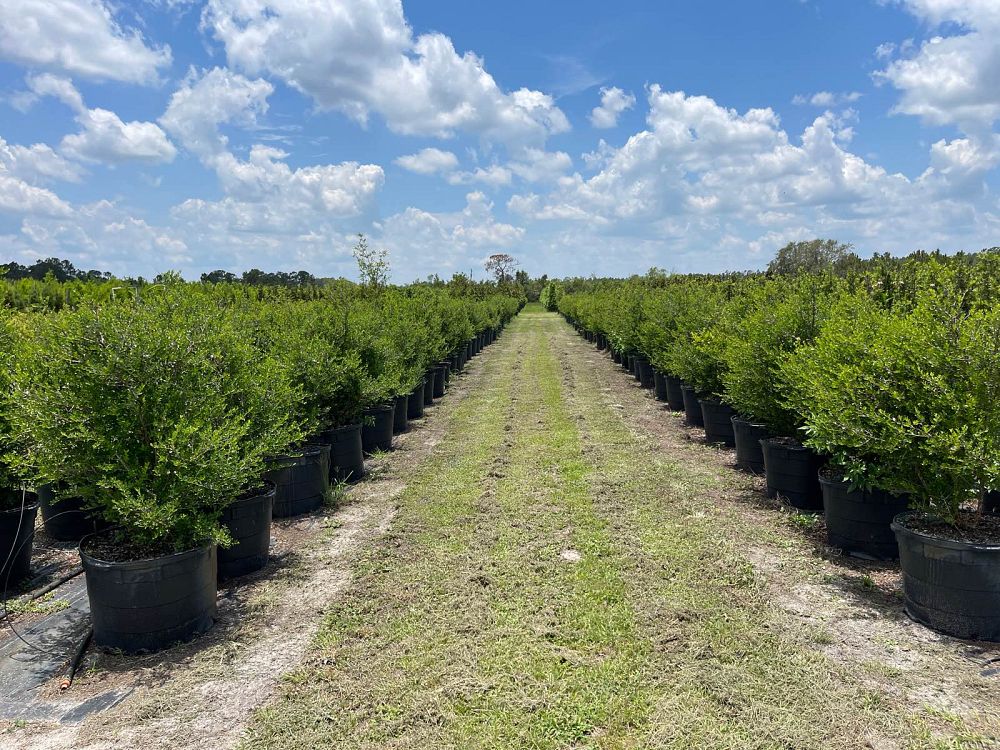 ilex-vomitoria-upright-yaupon-yaupon-holly