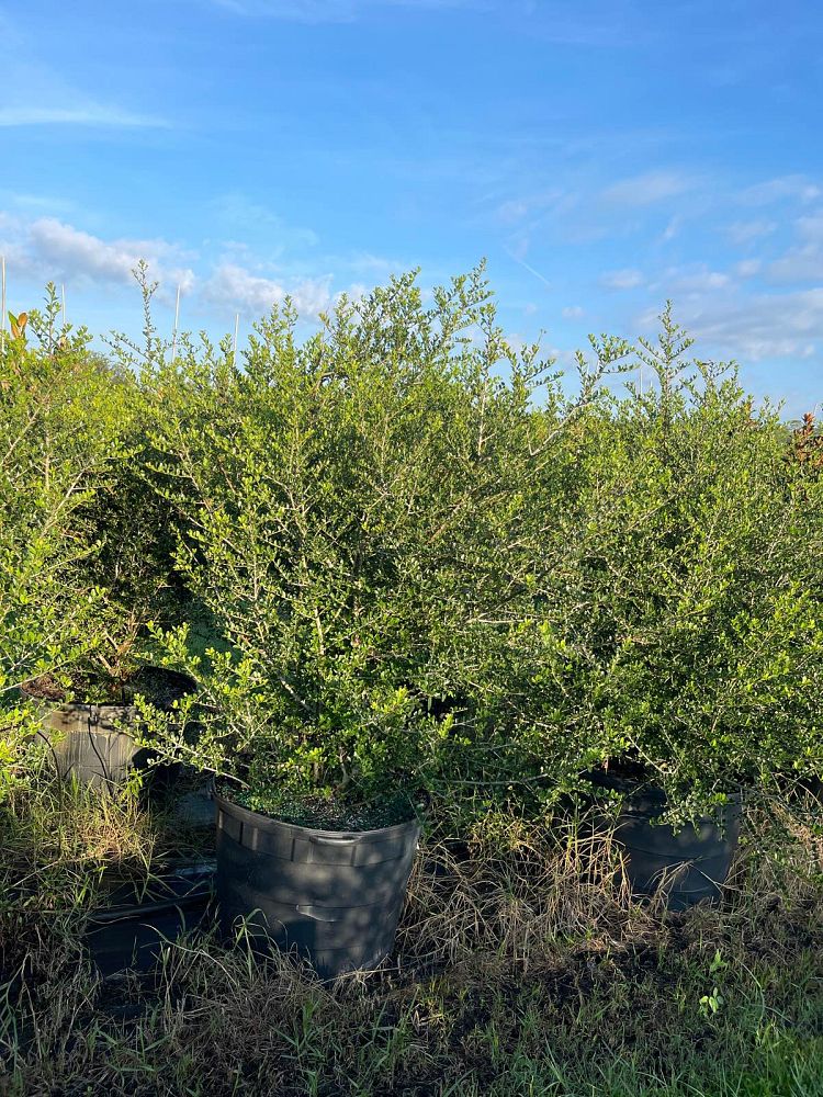 ilex-vomitoria-upright-yaupon-yaupon-holly