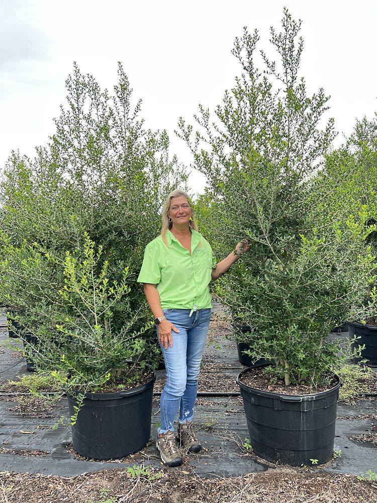 ilex-vomitoria-upright-yaupon-yaupon-holly
