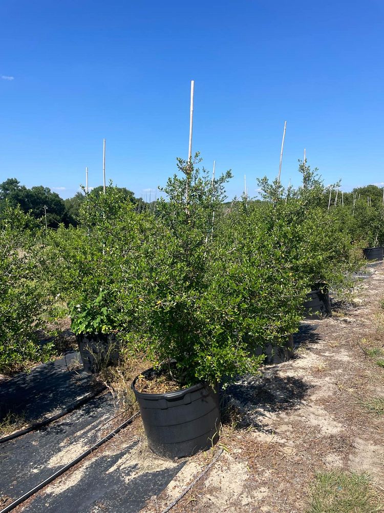 ilex-vomitoria-upright-yaupon-yaupon-holly