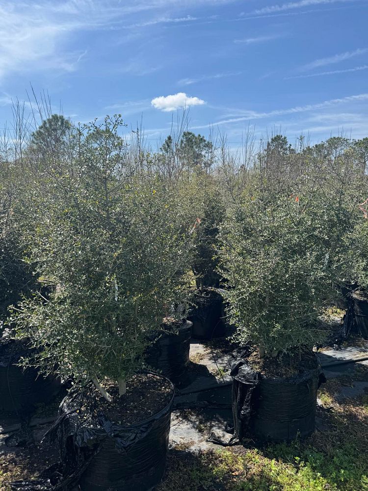 ilex-vomitoria-upright-yaupon-yaupon-holly