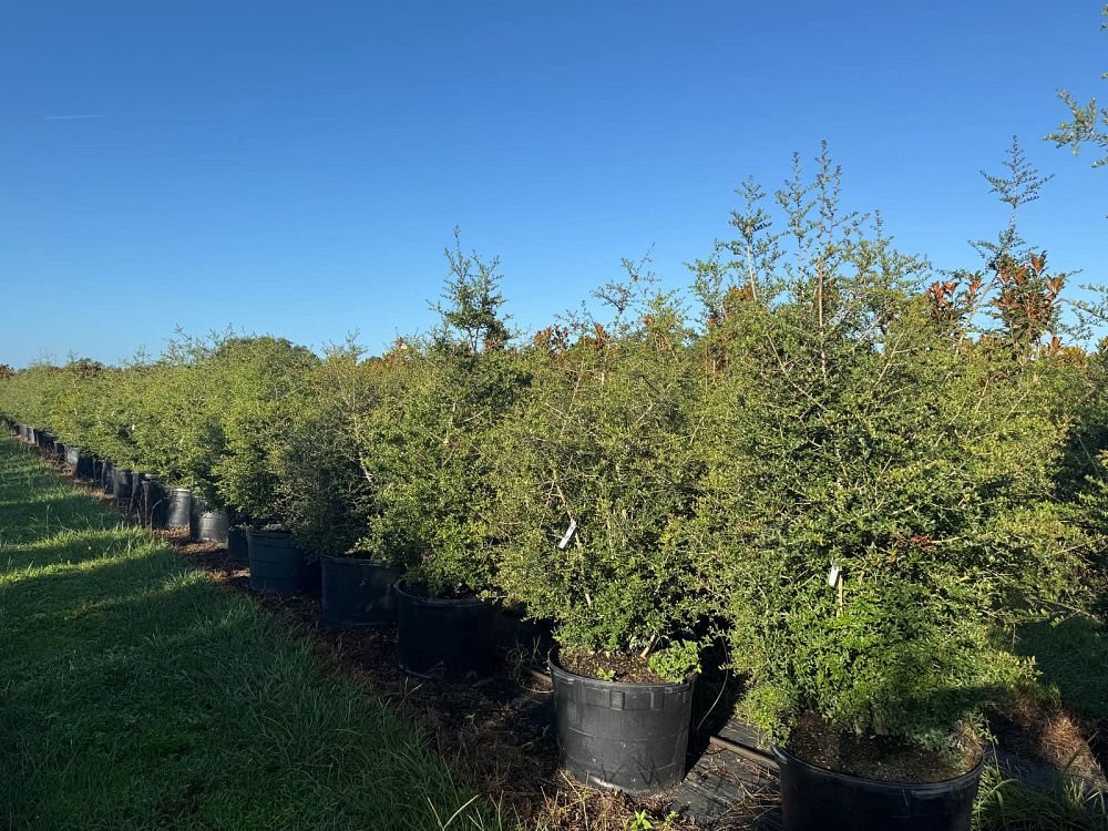 ilex-vomitoria-upright-yaupon-yaupon-holly