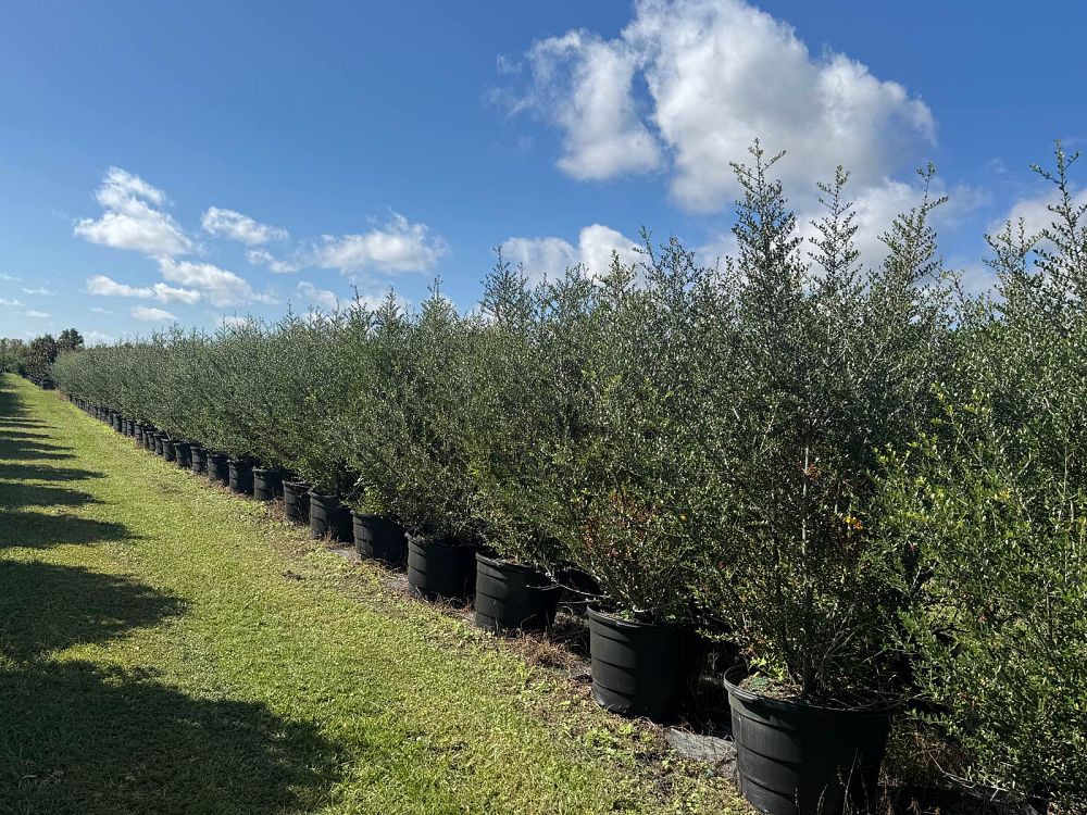 ilex-vomitoria-upright-yaupon-yaupon-holly