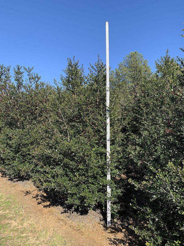 ilex-vomitoria-upright-yaupon-yaupon-holly