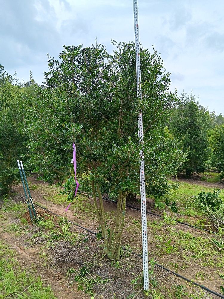 ilex-vomitoria-upright-yaupon-yaupon-holly