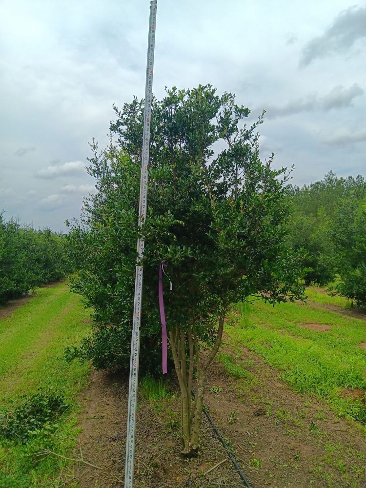 ilex-vomitoria-upright-yaupon-yaupon-holly