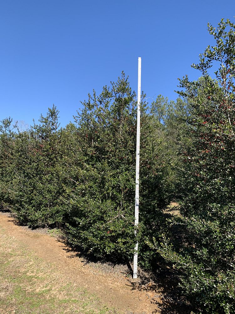 ilex-vomitoria-upright-yaupon-yaupon-holly