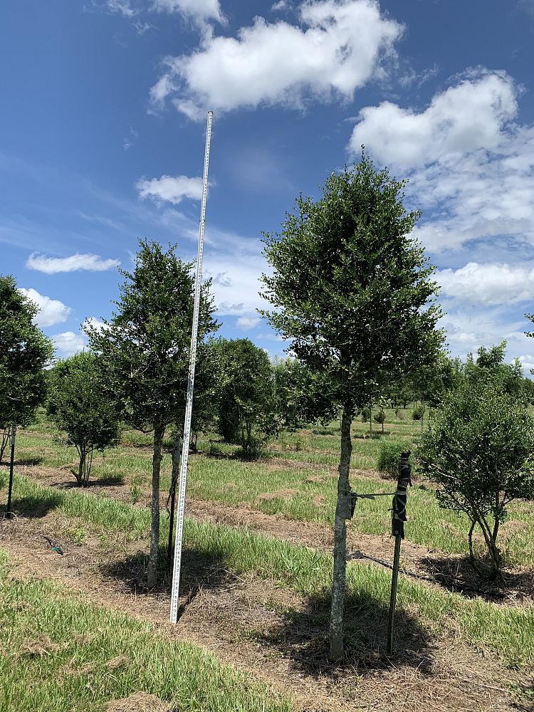 ilex-vomitoria-upright-yaupon-yaupon-holly