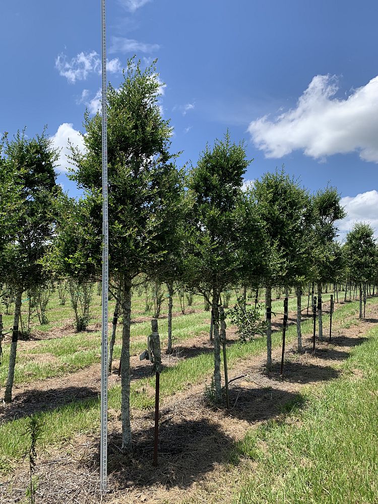 ilex-vomitoria-upright-yaupon-yaupon-holly