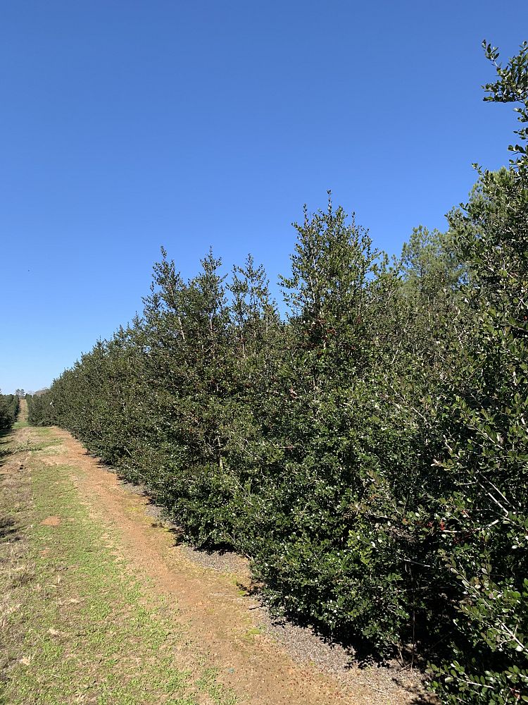 ilex-vomitoria-upright-yaupon-yaupon-holly