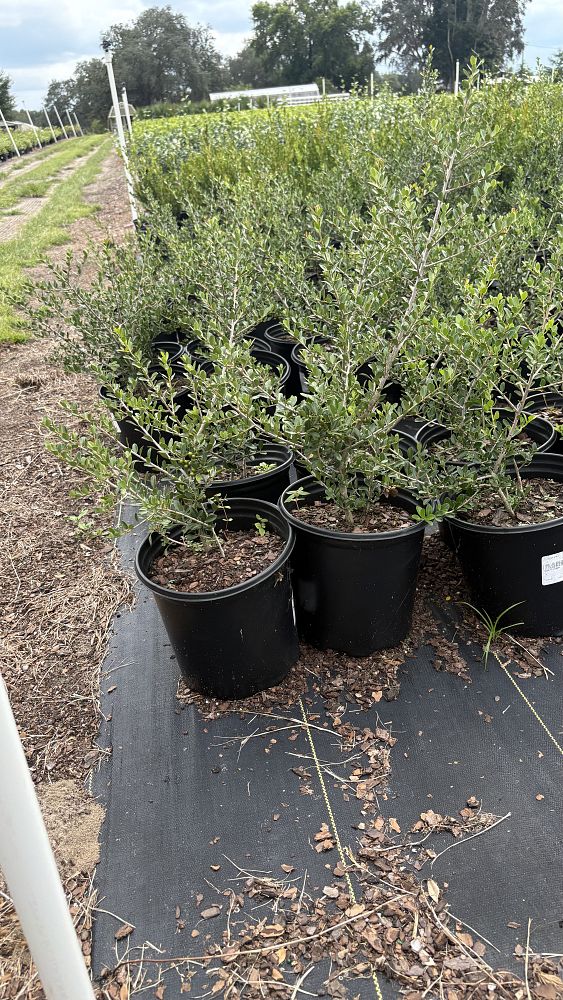 ilex-vomitoria-upright-yaupon-yaupon-holly