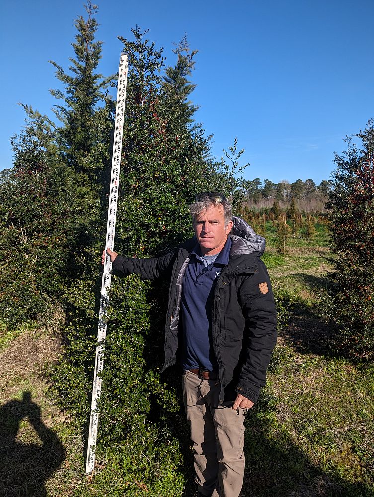 ilex-vomitoria-upright-yaupon-yaupon-holly