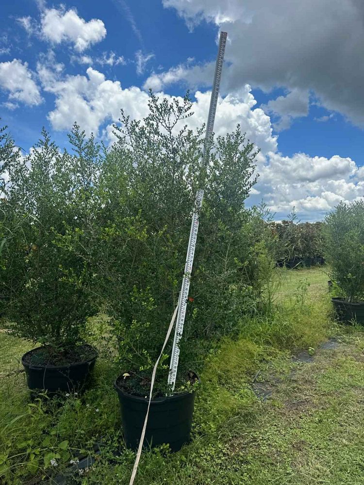 ilex-vomitoria-upright-yaupon-yaupon-holly