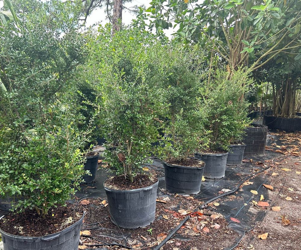 ilex-vomitoria-upright-yaupon-yaupon-holly