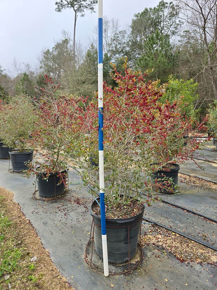 ilex-vomitoria-upright-yaupon-yaupon-holly