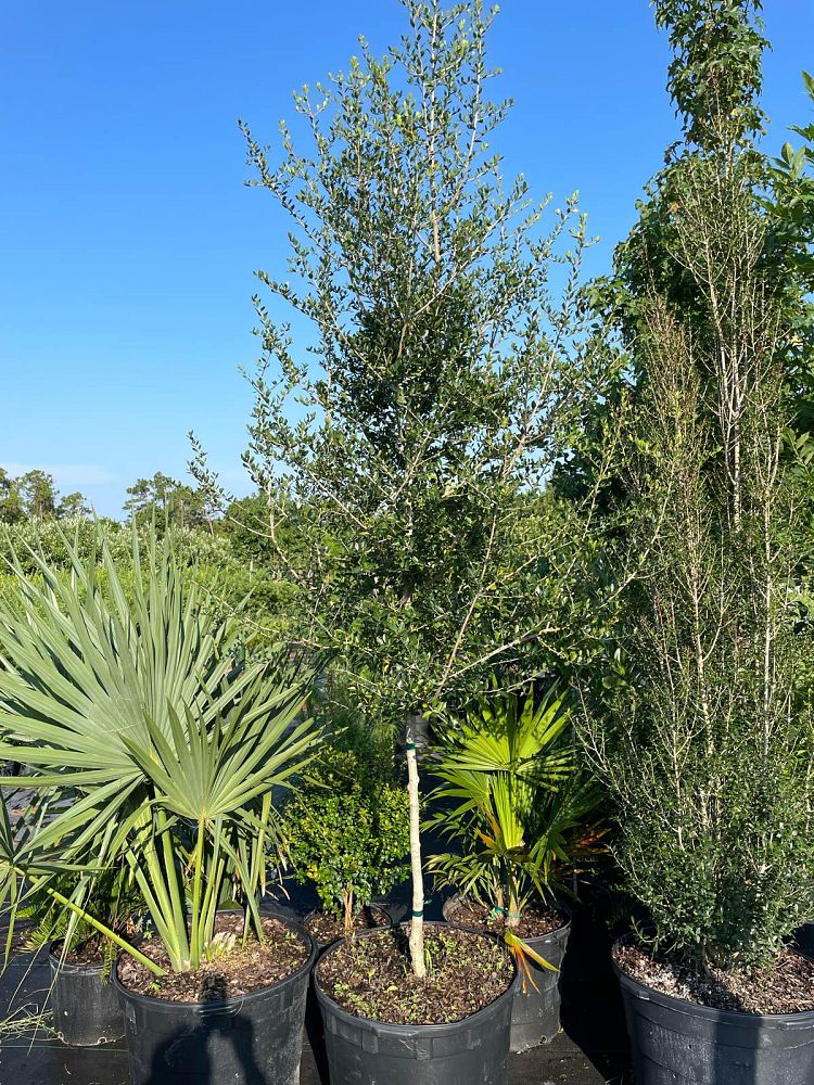 ilex-vomitoria-upright-yaupon-yaupon-holly