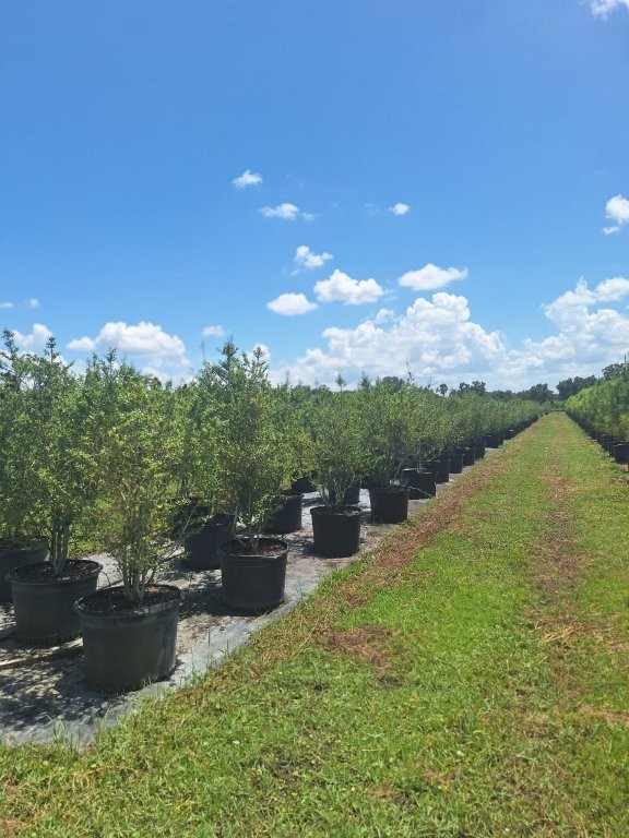 ilex-vomitoria-upright-yaupon-yaupon-holly