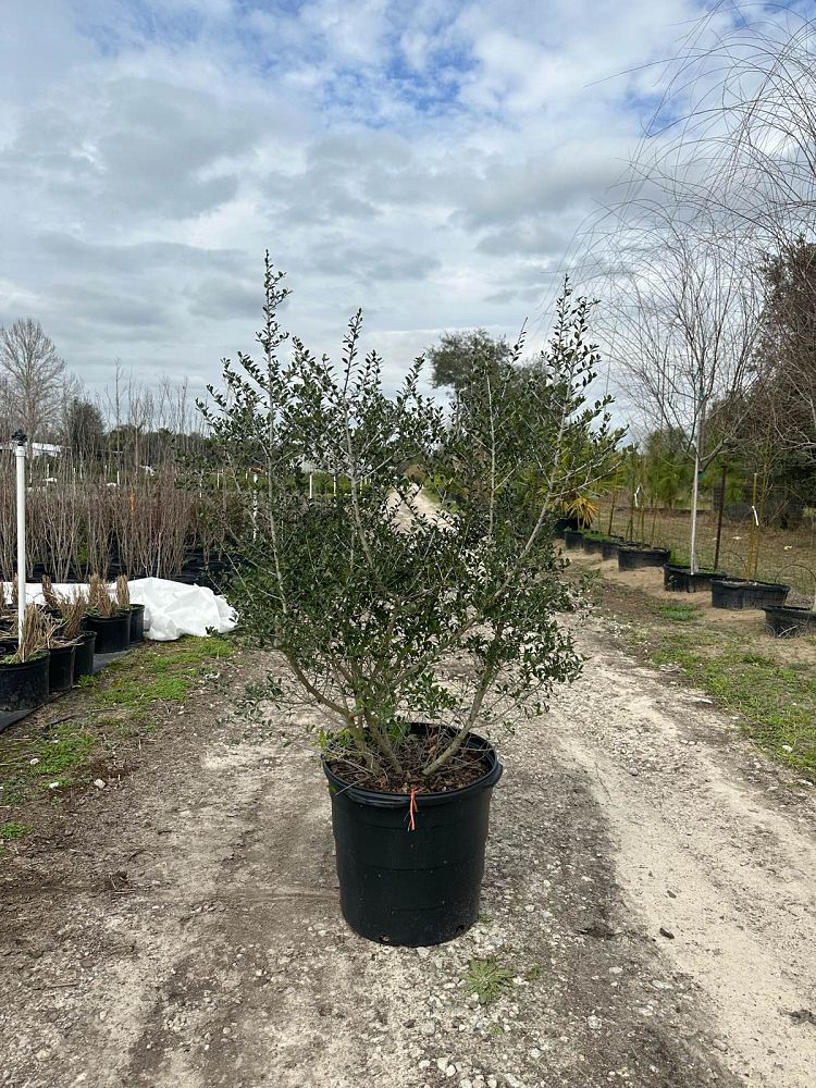ilex-vomitoria-upright-yaupon-yaupon-holly