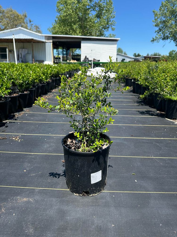 ilex-vomitoria-upright-yaupon-yaupon-holly