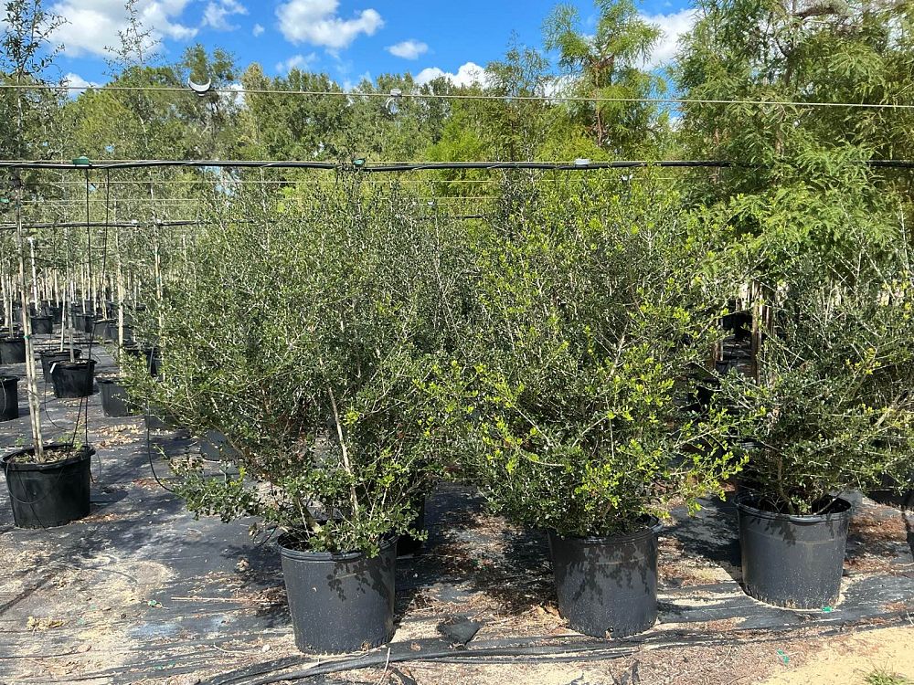 ilex-vomitoria-upright-yaupon-yaupon-holly