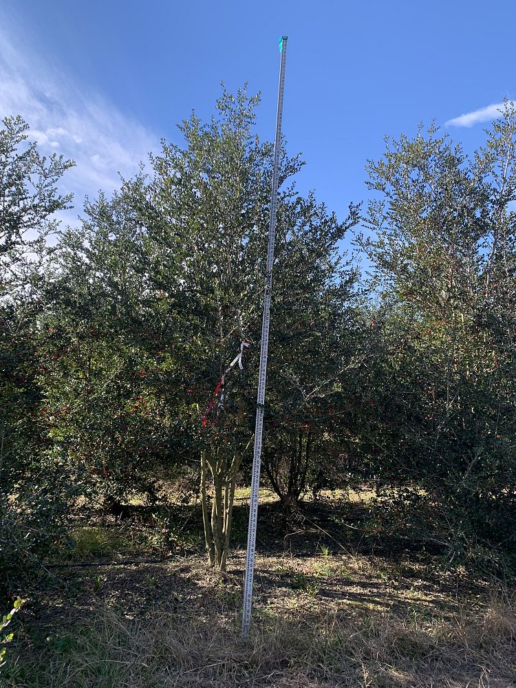 ilex-vomitoria-upright-yaupon-yaupon-holly