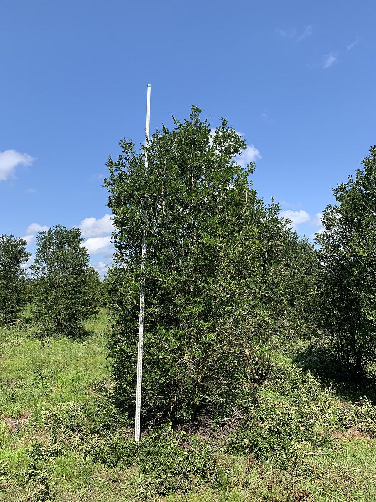 ilex-vomitoria-upright-yaupon-yaupon-holly