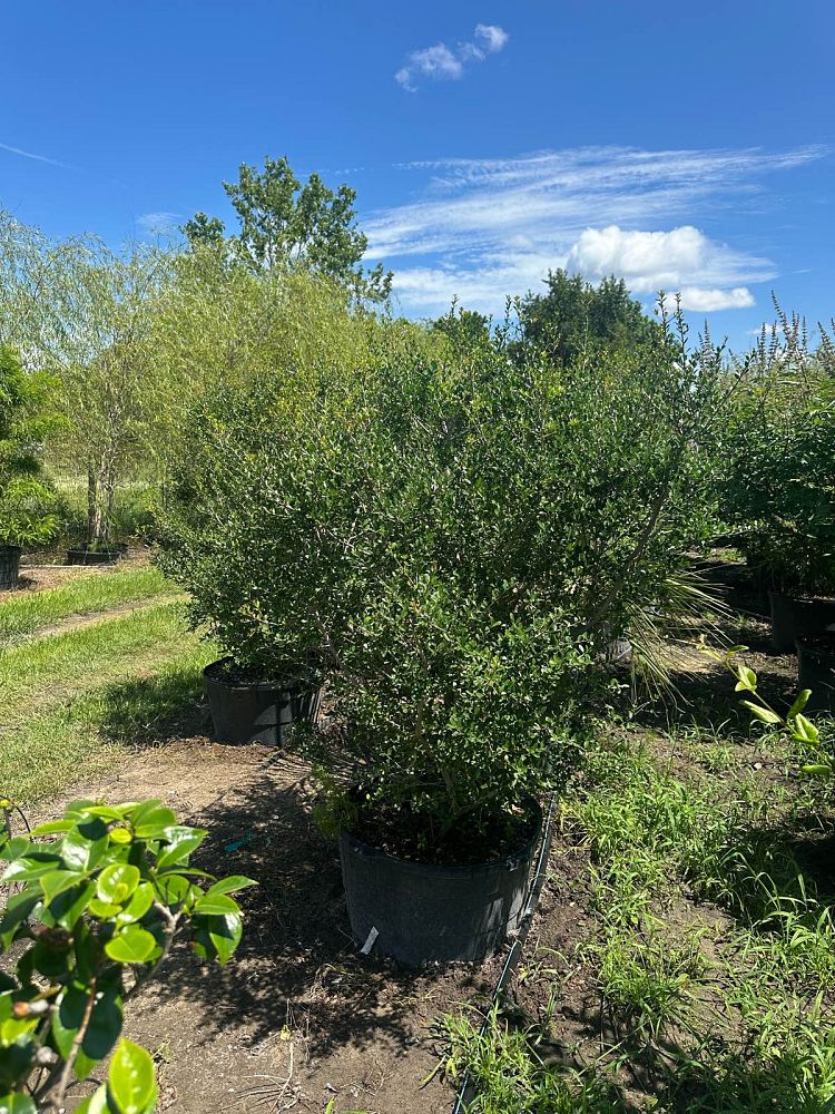 ilex-vomitoria-upright-yaupon-yaupon-holly