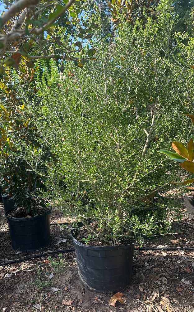 ilex-vomitoria-upright-yaupon-yaupon-holly