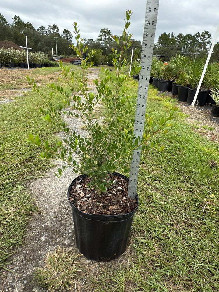 ilex-vomitoria-upright-yaupon-yaupon-holly