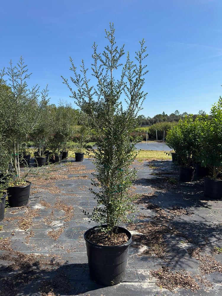 ilex-vomitoria-upright-yaupon-yaupon-holly