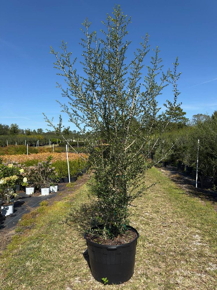 ilex-vomitoria-upright-yaupon-yaupon-holly