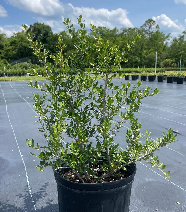 ilex-vomitoria-upright-yaupon-yaupon-holly