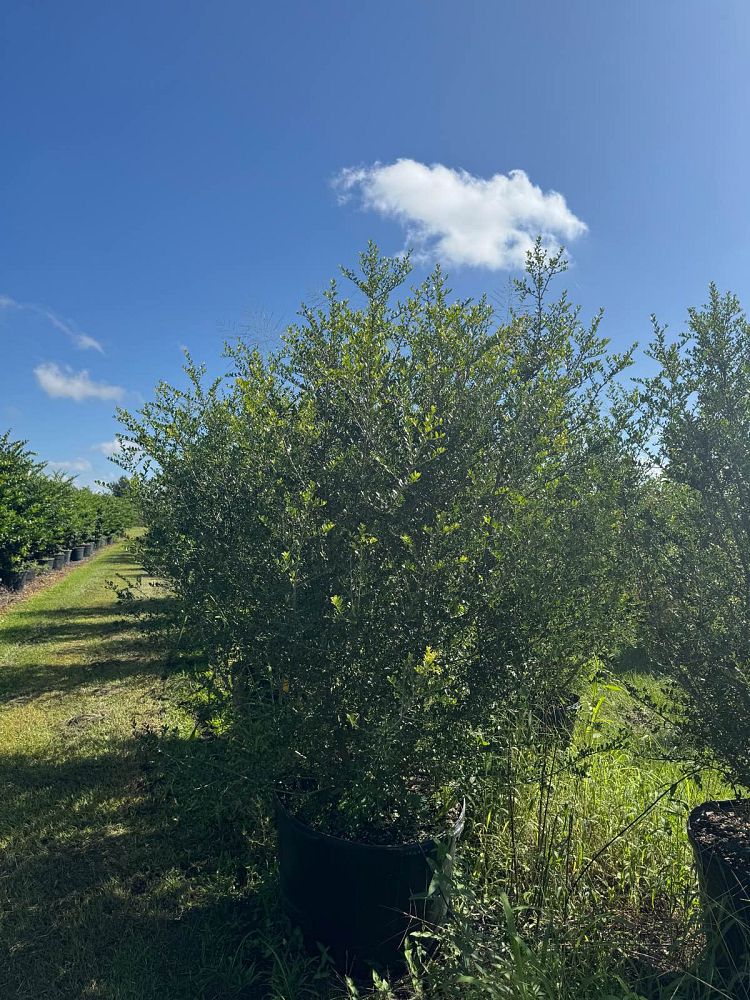 ilex-vomitoria-upright-yaupon-yaupon-holly
