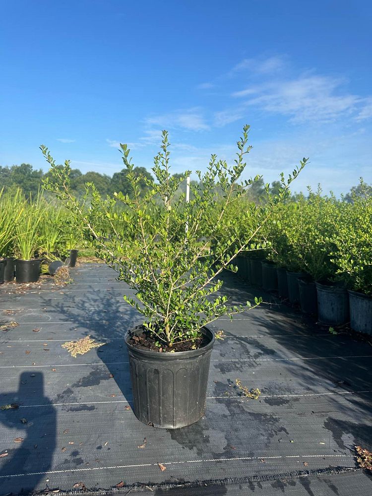 ilex-vomitoria-upright-yaupon-yaupon-holly